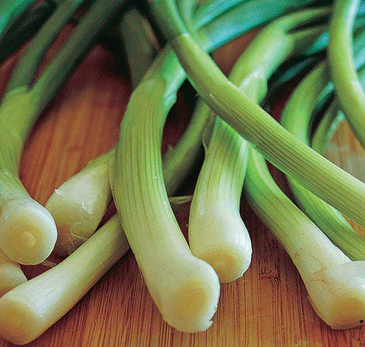 Bunching Onion Evergreen White (60 Days) - 1400A