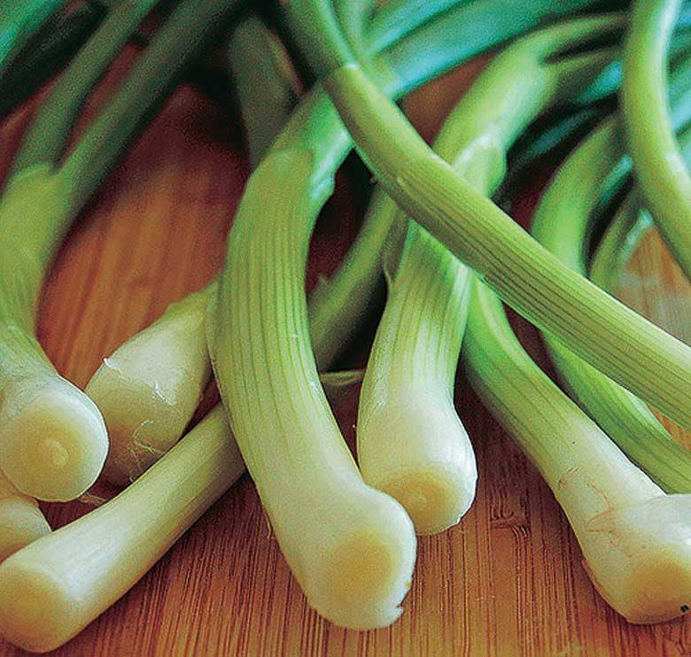 Bunching Onion Evergreen White (60 Days) - 1400A