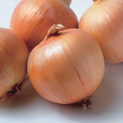 Onion Genisis Hyb (100 Days) - 1405A