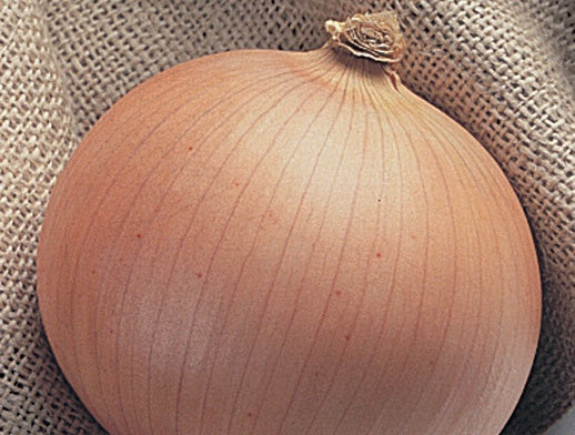 Onion Candy Hybrid (85 Days) - 1425A