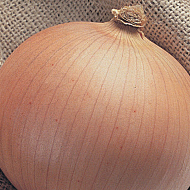 Onion Candy Hybrid (85 Days)