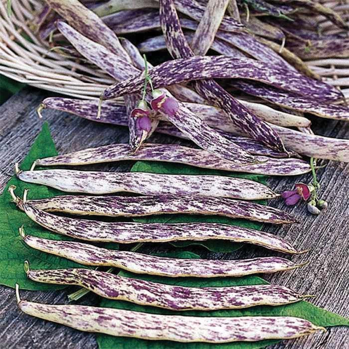 Bean Dragon Tongue (60 Days) - 145A