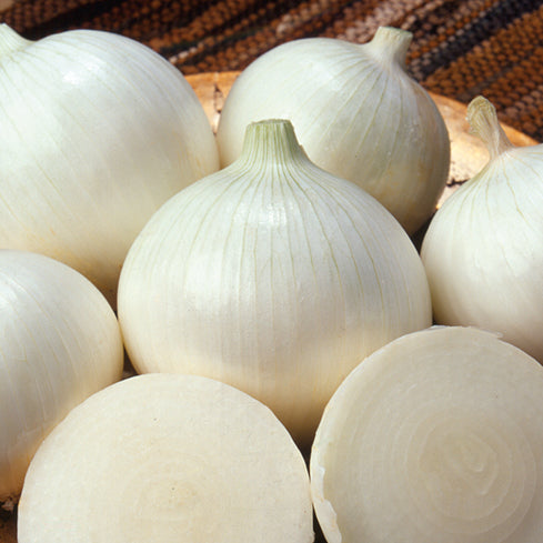 Onion White Cloud (115 Days) - 1478A