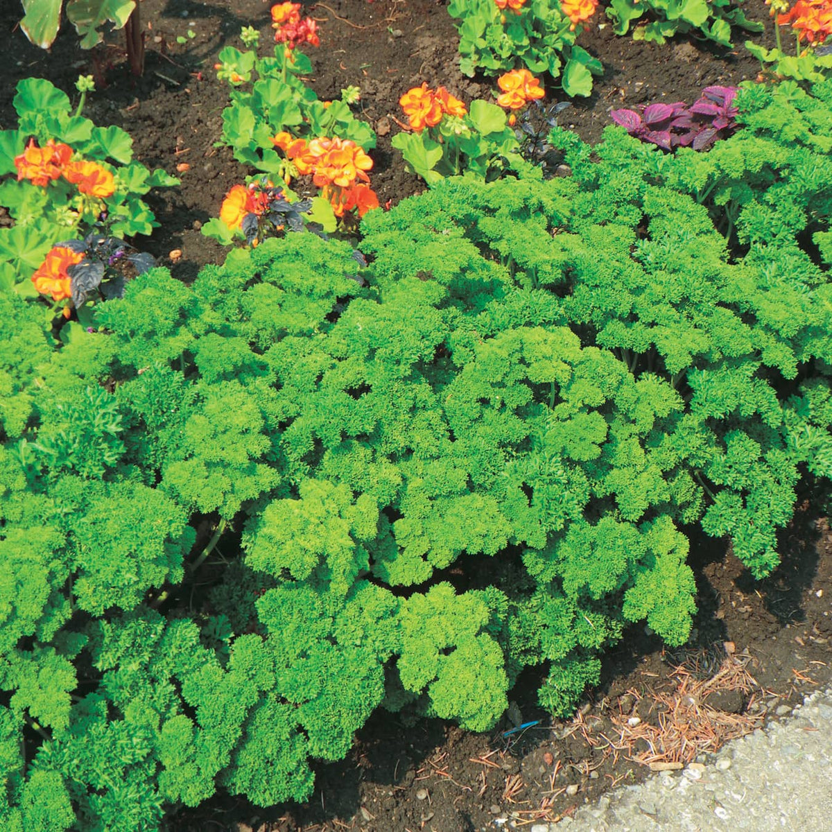 Parsley Fine Moss Curled (70 Days) - 1500A