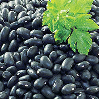 Bean Black Turtle (85 Days) - 150A