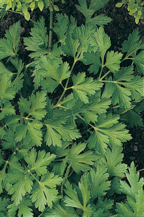 Parsley Italian (75 Days) - 1510A