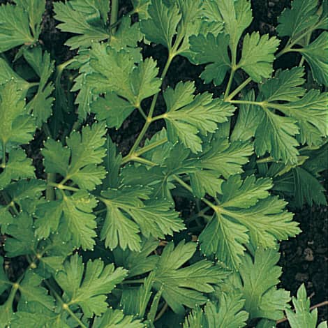 Parsley Italian (75 Days)
