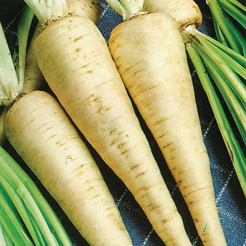 Turnip Rooted Parsley (90 Days)