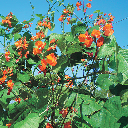 Pole Beans Scarlet Runner (65 Days) - 155A