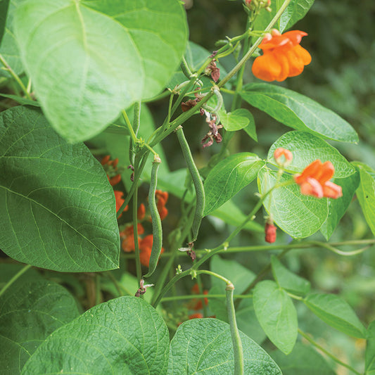 Pole Beans Scarlet Runner (65 Days)