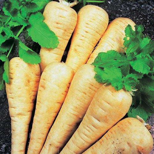 Parsnip Hollow Crown (110 Days) - 1575A