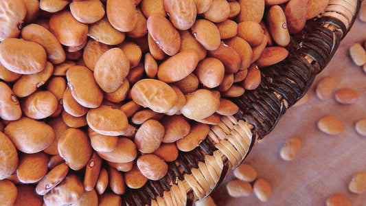 Tepary Brown Bean (80 Days) - 160A