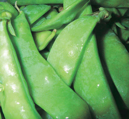 Edible Pod Peas Snow Pea Dwarf Sugar (65 Days) - 1600A