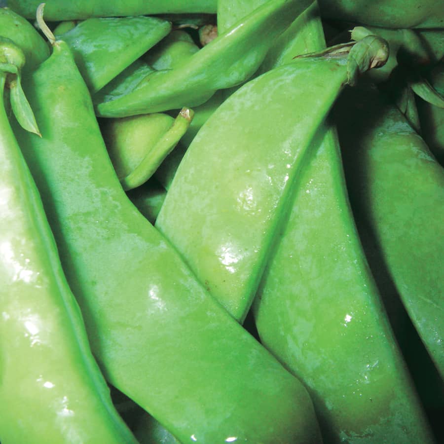 Edible Pod Peas Snow Pea Dwarf Sugar (65 Days) - 1600A