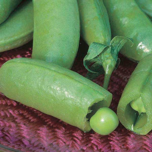 Edible Pod Peas Super Sugar Snap (66 Days) - 1605A