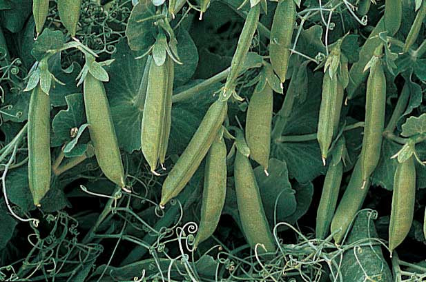 Edible Pod Peas Snap Pea Sugar Lace (65 Days) - 1606A
