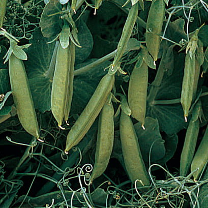 Edible Pod Peas Snap Pea Sugar Lace (65 Days)