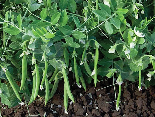 Peas Snak Hero (65 Days) - 1607A