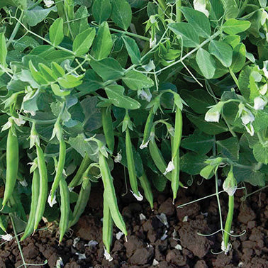 Peas Snak Hero (65 Days)