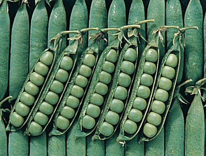 Peas Spring (57 Days) - 1610A