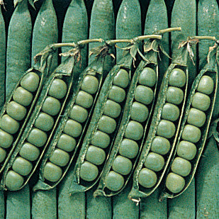 Peas Spring (57 Days)