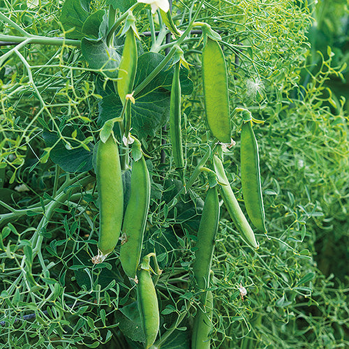 Peas Parsley (30+ Days)