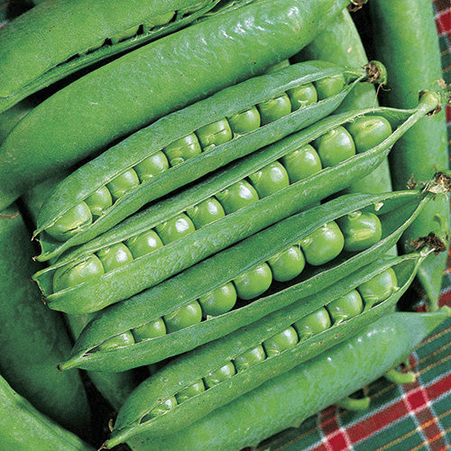 Peas Green Arrow (67 Days) - 1625A