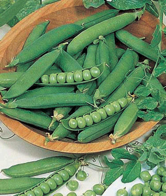 Peas Homesteader (68 Days) - 1630A