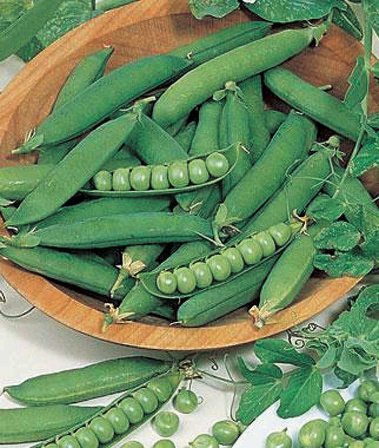 Peas Homesteader (68 Days) - 1630A