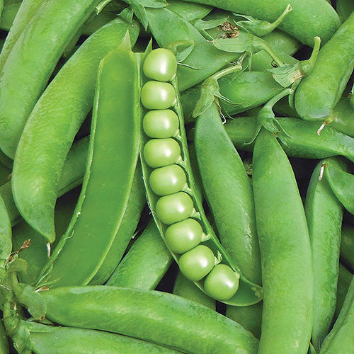 Peas Homesteader (68 Days) - 1630A
