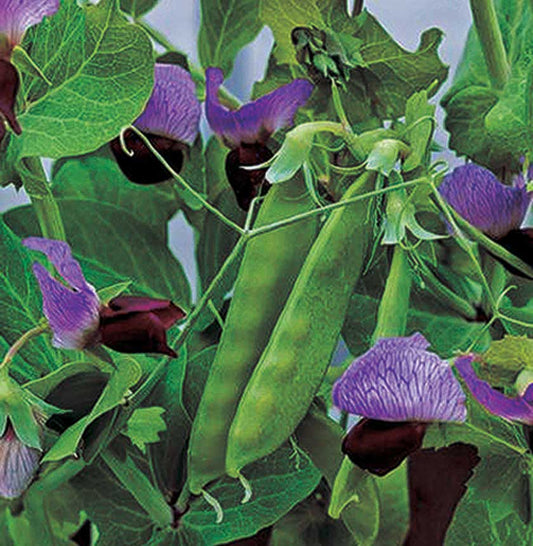 Peas Snow Pea Purple (52 Days) - 1675A