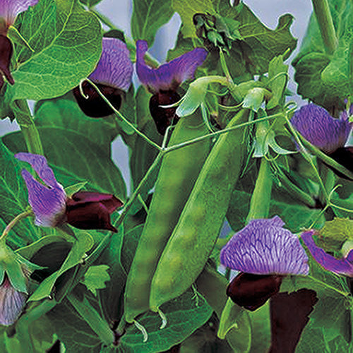 Peas Snow Pea Purple (52 Days)