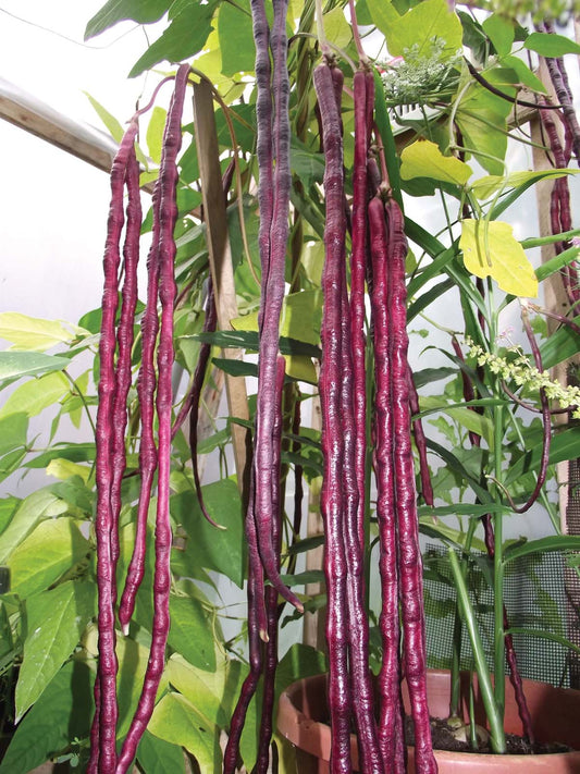 Bean Red Noodle (80 Days) - 168A