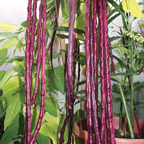 Bean Red Noodle (80 Days) - 168A