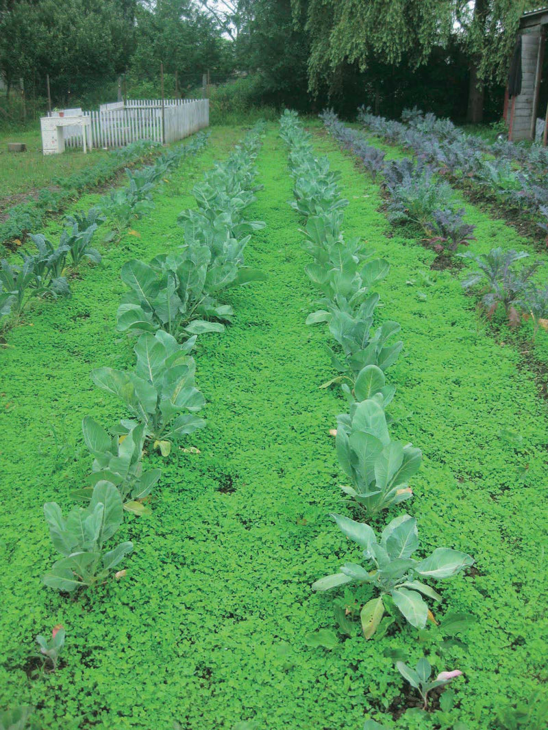 Subterranean Clover - 170G