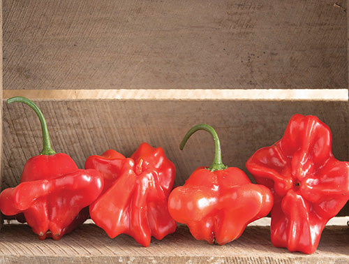 Pepper Mad Hatter (68 Days) - 1705A