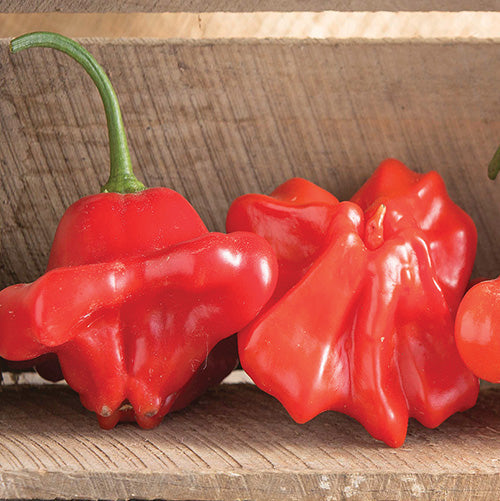 Pepper Mad Hatter (68 Days) - 1705A