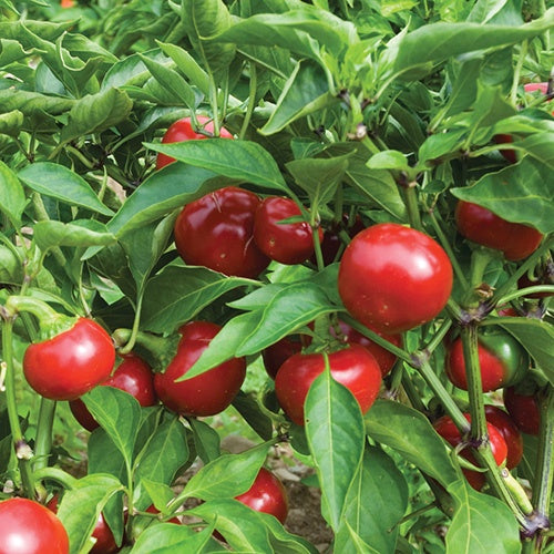 Pepper Capperino (85 Days) - 1708A