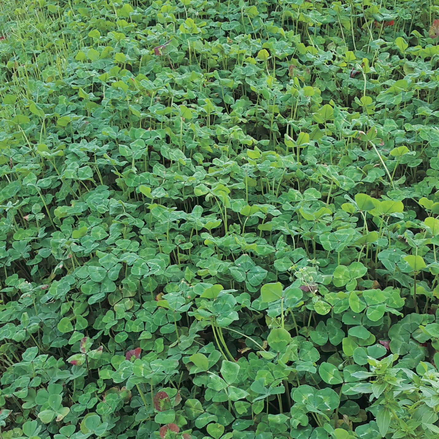 Garden Mix Crop Cover - 169A