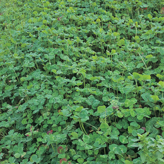 Garden Mix Crop Cover