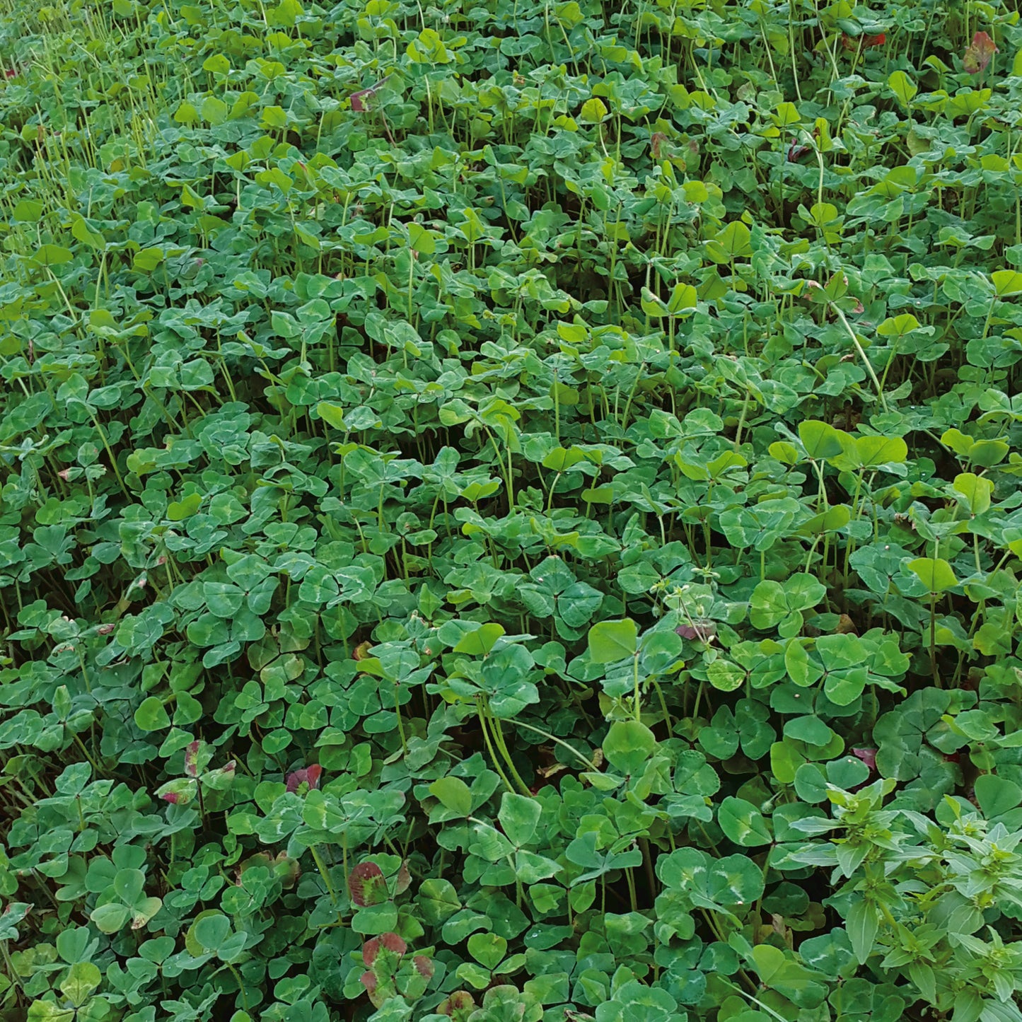 Subterranean Clover