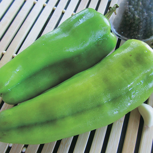 Pepper Aruba (65 Days)