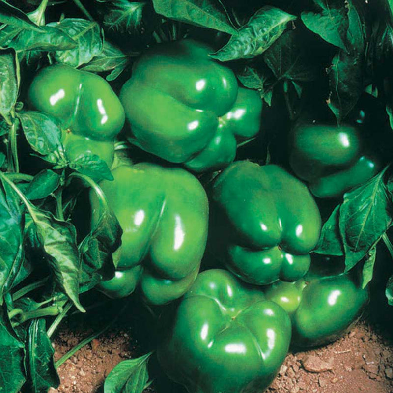 Peppers Northstar Hybrid (68 Days) - 1720A