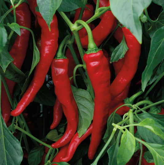 Pepper Arapaho (65-85 Days) - 1725A