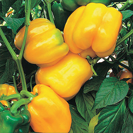 Pepper Sunbright (75 Days) - 1735A