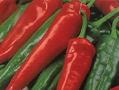 Peppers Big Chili Hybrid (68 Days) - 1740A