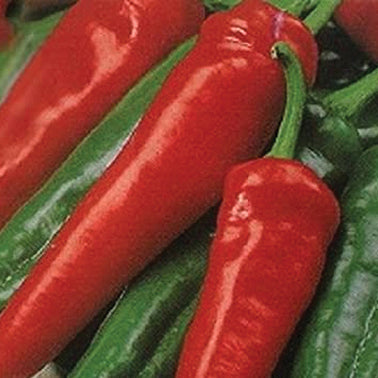 Peppers Big Chili Hybrid (68 Days) - 1740A