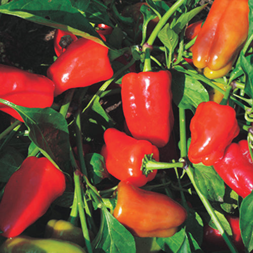 Pepper Cajun Belle (60 Days) - 1745A