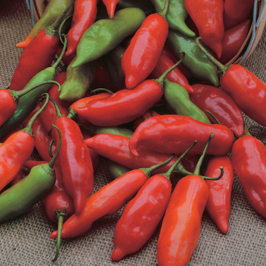 Pepper Aji Rico (55 Days) - 1748A