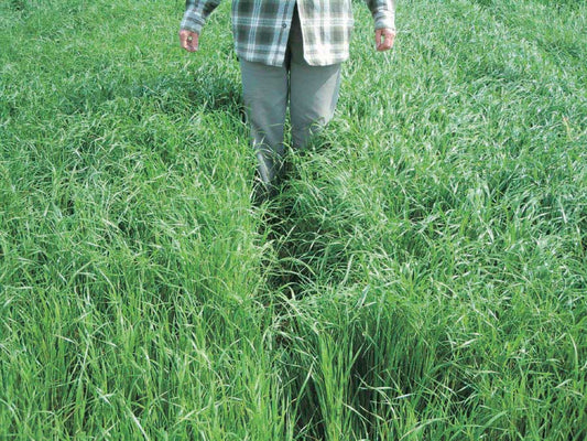Green Manure Annual Ryegrass - 175A